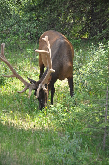 Wildlife ganz nah, aber bitte nicht anfassen