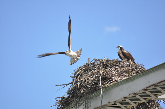 Dieses Nest existiert schon Jahre. Aber diesmal kamen wir in den Genuss zu beobachten, wie ein Fischadler seine Jungen mit Fisch versorgte,  sehr imposantes Schauspiel.