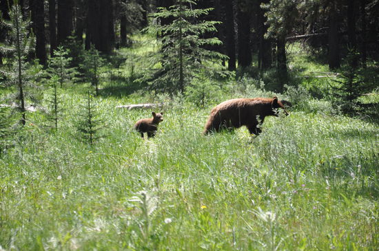 Auf dem Bow Valley Parkway hatten wir dann noch ein bäriges Treffen. Erst sahen wir vom Wohnmobil hautnah einen Schwarzbären auf dem Campground  und dann noch direkt am Parkway die Bären Mutter mit einen Jungen. Die beiden liefen  parallel zur Straße und wir fuhren mit dem WoMO neben her. Das wir damit eine Autokarawane hinter uns herzogen, war uns in diesem Moment egal. Später verzogen sich die beiden dann in den Wald.