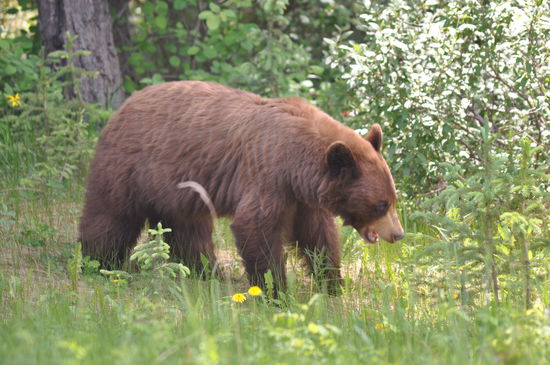 Mama Bär