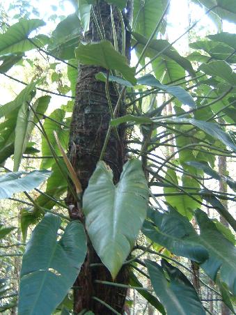 wild wuchernde Orchideen, wachsen auf Baeumen und lassen Luftwurzeln herunterhaengen