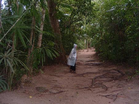 ein (Regen-) Maennlein steht im Walde, ganz still und stumm...