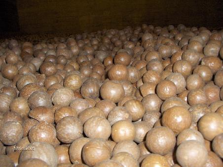 Macadamias