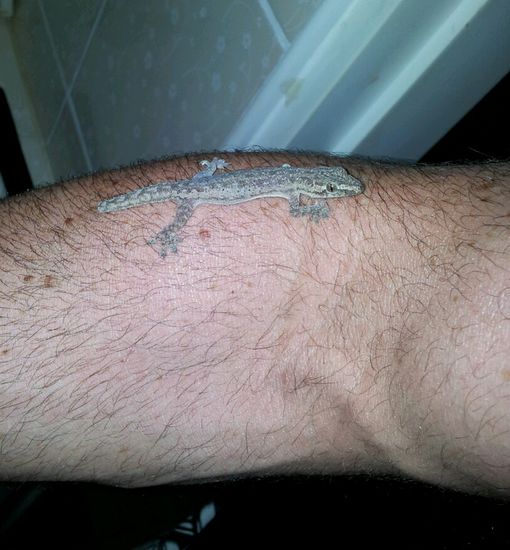 Einer meiner Mitbewohner, da ist ihm aber vor lauter Schreck das Ende seines Schwanzes schon verloren gegangen...