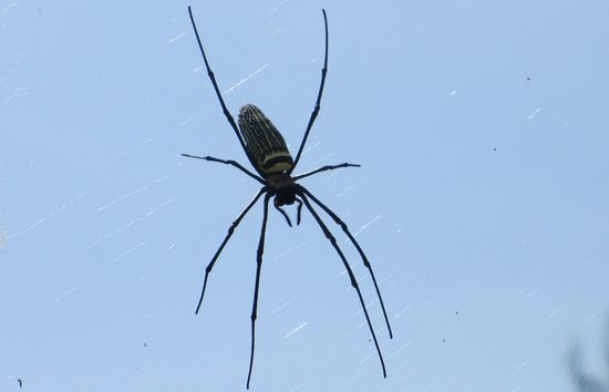 So, jetzt hab ich das Riesenvieh erwischt!