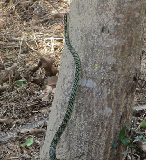 Grüne Schmuckbaum-Natter