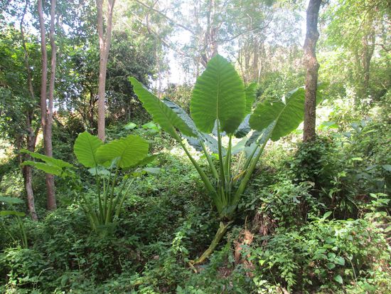 "Zimmerpflanzen", knapp 3 Meter hoch...