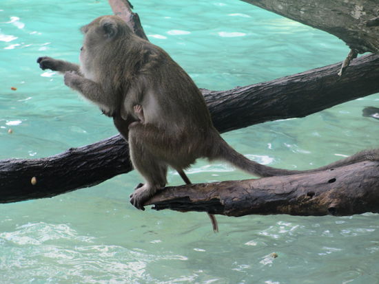 Affen-Mami mit Baby unterm Bauchi