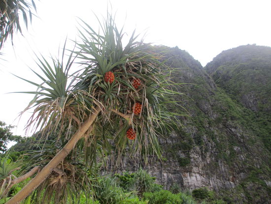 Wer kennt diese Früchte?