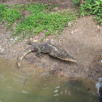 Wildlebende Varane im Lumpini Park.