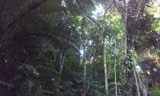 Dschungel Trekking zum Tiger Cave,  sehr enge und dunkle Höhle.
Dann noch zu einem Wasserfall mitten im Dschungel, frisch 'geduscht' gings dann noch zu einer größeren Höhle wo auch Fledermäuse an der Decke hingen!
Schweißtreibend! Aber super!!
Haben uns wieder einen Roller geborgt und sind  die Insel bis in  den Süden an der Westküste abgefahren, wieder sehr spaßig! Und so hat man eben auch die Möglichkeit so viel zu sehen! Schönster Strand: Bamboo Beach im Süden!