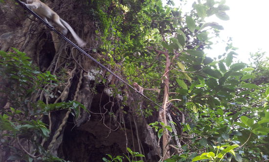 Wildlebende Affenbande zwischen Ost u Weststrand, mögen aich Chips 