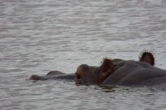 Hippopotamus amphibius