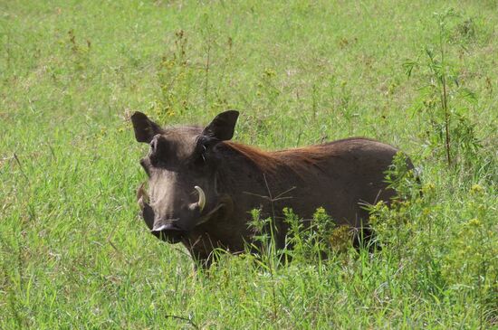 Pumbas gibt es hier seeehr viele!
