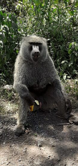 Dieser ernst schauende Kerl ist einer der vielen Primaten, die man auch rund um den Lake Naivasha findet.