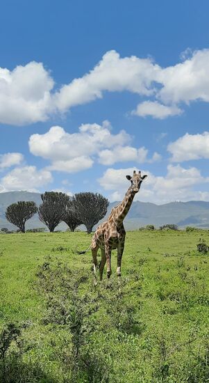 Wie gemalt bzw. gestellt. Aber nein, die Giraffe ist draußen in der Wildnis, ich drinnen im Bereich der eingezäunten Lodge. Sie und ihre drei Weggefährten ziehen gemütlich vorbei und halten immer wieder für einen leckeren Gras-Snack.