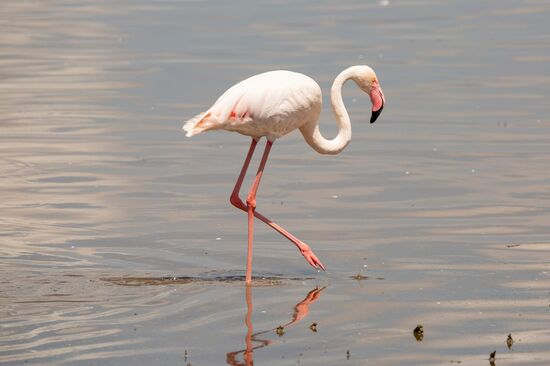 Flamingo 
(Quelle: Markus Burger - https://www.mauzebild.de)