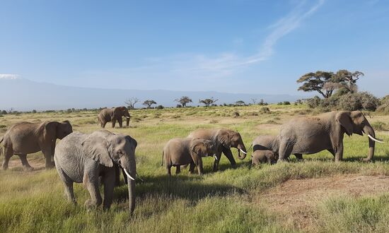 Elefanten (allerdings nicht die vom Abend sondern schon wieder neue am nächsten Tag  )