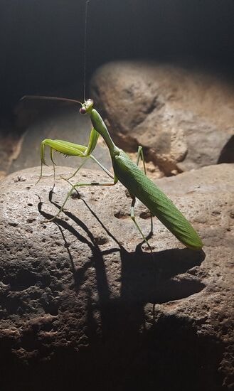 Grüne Schönheit auf dem Weg zurück von der Bar zu unseren Zelten