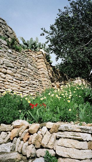 Herrliche blumenbewachsene Mauern findet man überall auf Mallorca