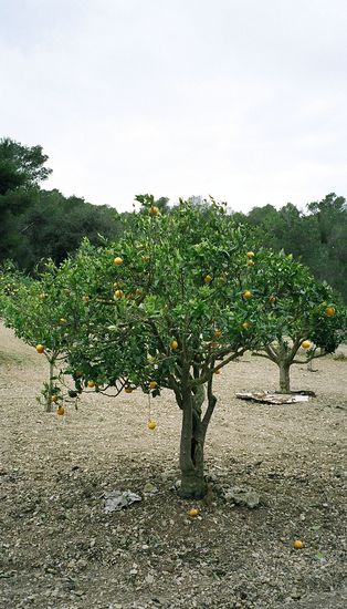 Typischer Orangenbaum