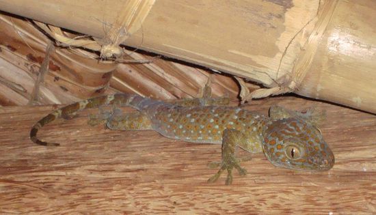 Diesen wunderschönen Mitbewohner sehen wir sehr selten. Aber wir hören ihn abends und nachts 