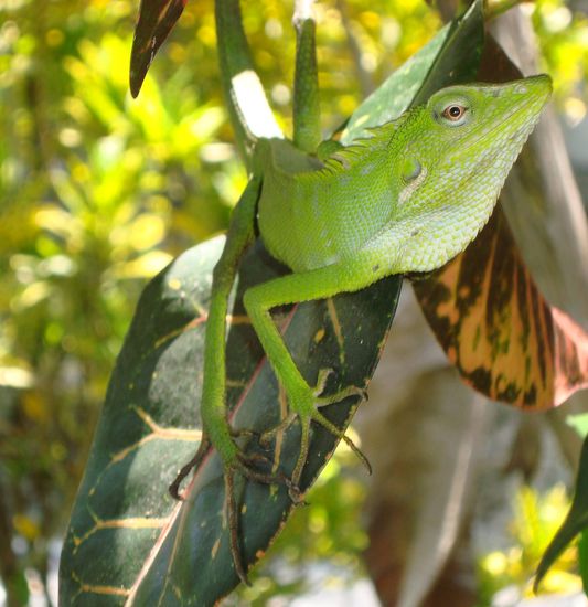 Ein Camäleon direkt bei uns im Garten!