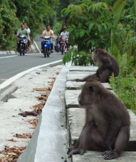 Überall auf der Insel sitzen am Wegesrand Affen 