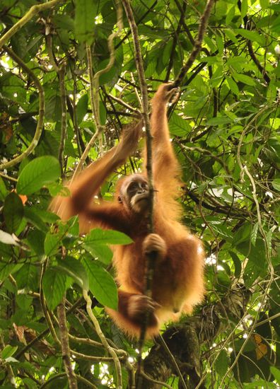 Sumatra-Orang-Utan mitten im tropischen Regenwald