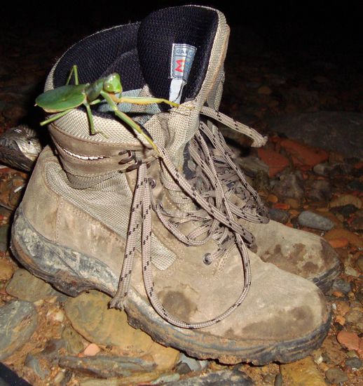 "Gottesanbeterin auf Wanderstiefel" - ein ziemlich schönes "Gemälde" 