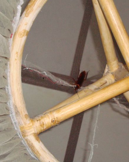 Mal wieder Mitbewohner - das ist dann wohl so!