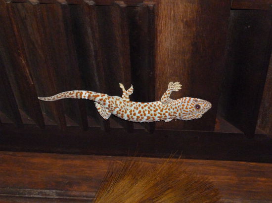 Extrem umweltfreundliches,  chemie-freies Antimückenmittel - darf ich vorstellen "Arlon"; unser Gecko 