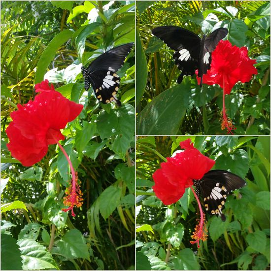 Anfliegen -  Aufsetzen -  Ansaugen