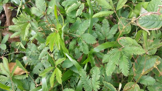 Auch Mimosen halfen den Vietcong beim Überleben: War der Feind am Wegrand vorbei gekommen, sahen die Mimosen für kurze Zeit danach "vertrocknet" aus und die Vietcong wussten Bescheid.