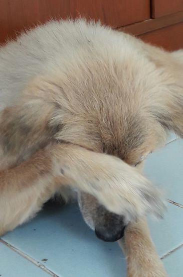 "O was tut sie da bloß! Da gibt's doch schönere "Urlaube" wie nach Kao Lak oder Ko Samui fliegen und all inclusive ins 4****Resort!" (Lemmy named by dead Lemmy/Motörhead)