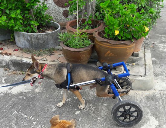 Coke (einer von Michaels Hunden) mit seinem Rollstuhl, da seine Hinterläufe gelähmt sind :-/