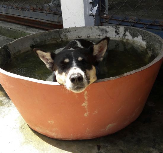 Das 1-Hunde-Freibadbecken 