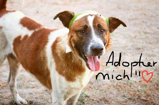 www.themanthatrescuesdogs.org