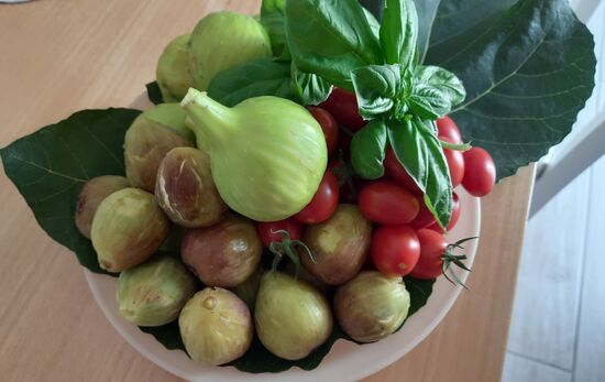Aus dem Garten der Unterkunft: frische Feigen, Tomaten und Kräuter wie Basilikum