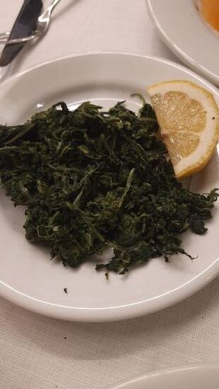 Cichorium intybus = Wegwarte (Zichorie)