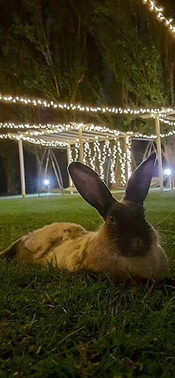 Der Chef oder eher die Chefin....?.... der Truppe 