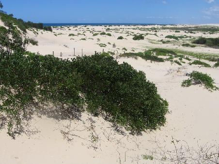Die Sandduenen von Anna Bay, dahinter das Meer...