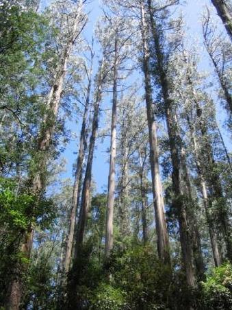 Die Mountain Ash Trees gehoeren zu den groessten und aeltesten Baeumen auf der Welt