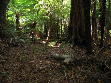Dem felsigen Aufstieg vom Vortag folgte schoener, dichter Wald am Samstag