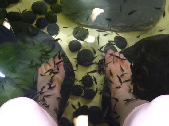 Extra für Mami: Fish Spa! In Singapur war ich zum ersten Mal in einem Fish Spa. Man kann die Füsse in einen Fischteich halten und die spezielle Fischsorte knabbert die Hornhaut weg. Die ersten 2 Minuten ist es fast unerträglich kitzlig.... dann gewöhnt man sich aber daran.