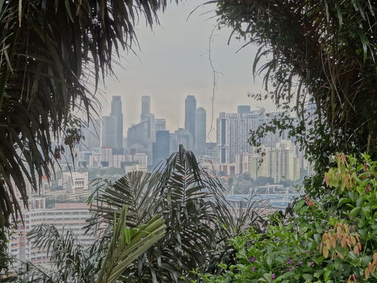 Singapur ist unglaublich grün. Überall sind riesige Baumalléen und am Stadtrand Richtung Harbour Front gibt es einen richtigen Dschungelpfad (auf Mount Faber). Von hier aus sieht man über fast über die ganze Stadt.