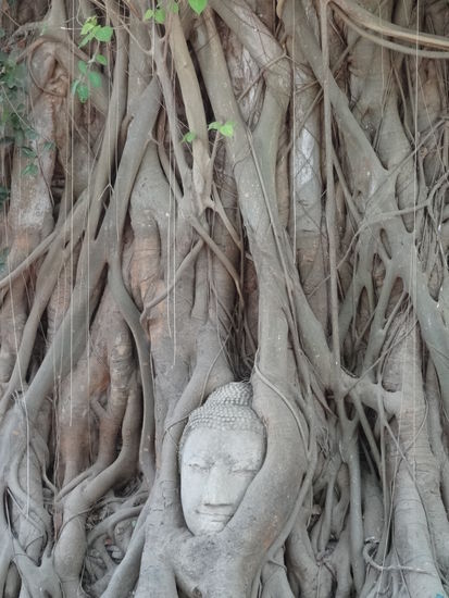 Der berühmte eingewachsene Buddhakopf im Wat Mahathat.