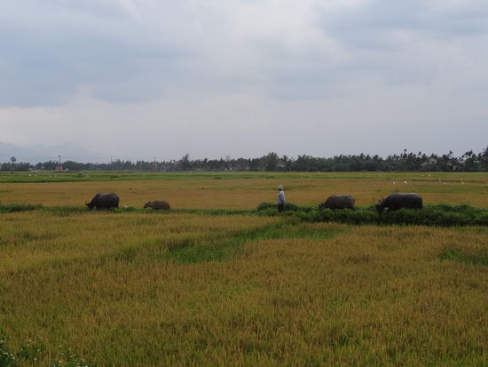 Scooterausflug ausserhalb von Hoi An. Die Gegend ist wunderschön!