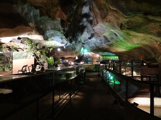Der Reptilienzoo im Innern der Höhle. Es hatte Krokodile, Leguane, Schildkröten, Schlangen, Fische und sogar ein kleines Häschen (oder war das eher als Futter gedacht?).