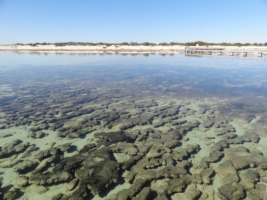Hamelin Pool. Die dunklen Steine sind Stromatolithen, die über Jahrtausende gewachsen waren. Wenn man nahe ran geht, kann man sogar die feinen Sauerstoffblasen erkennen, die zur Wasseroberfläche blubbern.